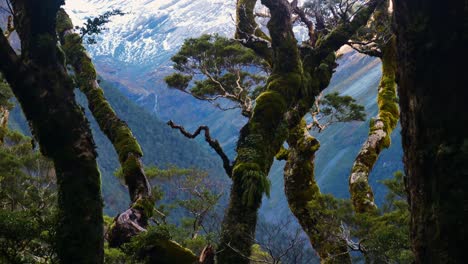 moss covered tree branches with snow covered mountains in background