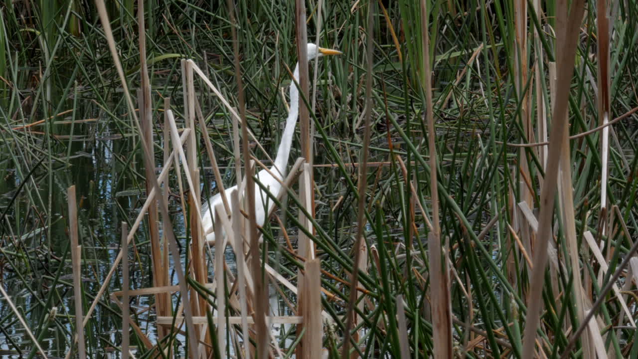 Australian Great Eastern Egret fishing for food in a pond or marsh