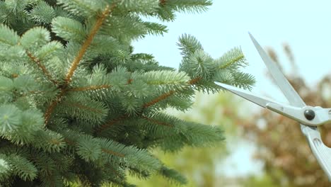 a gardener clipping the pine tree with shears standing on a stepladder in the summer garden