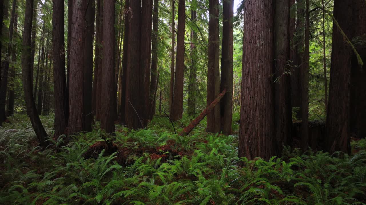 Lost Coast Trail Redwood National and State Parks redwoods forest sun mist fog rain aerial drone California Eureka Fort Bragg giant sequoia tallest tree dense green foliage nature landscape forward