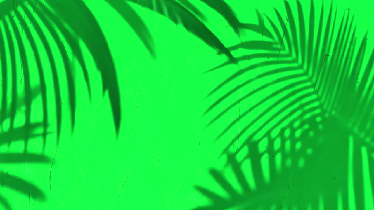 Palm shadows 4K video, transparent on green screen