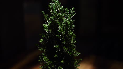 small christmas tree decor