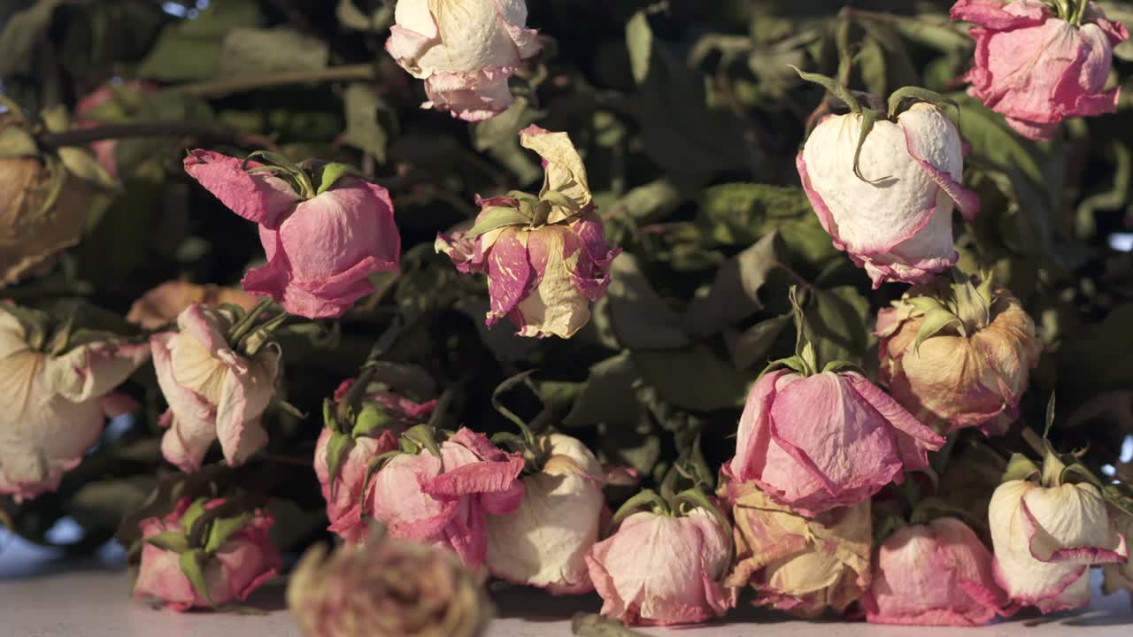 마른 분홍색 장미 꽃의 꽃줄기. 어두운 방의 테이블에 건조한 장미