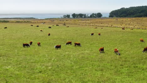 drone aerial flight wide view of cows grazing on green grass under blue sky