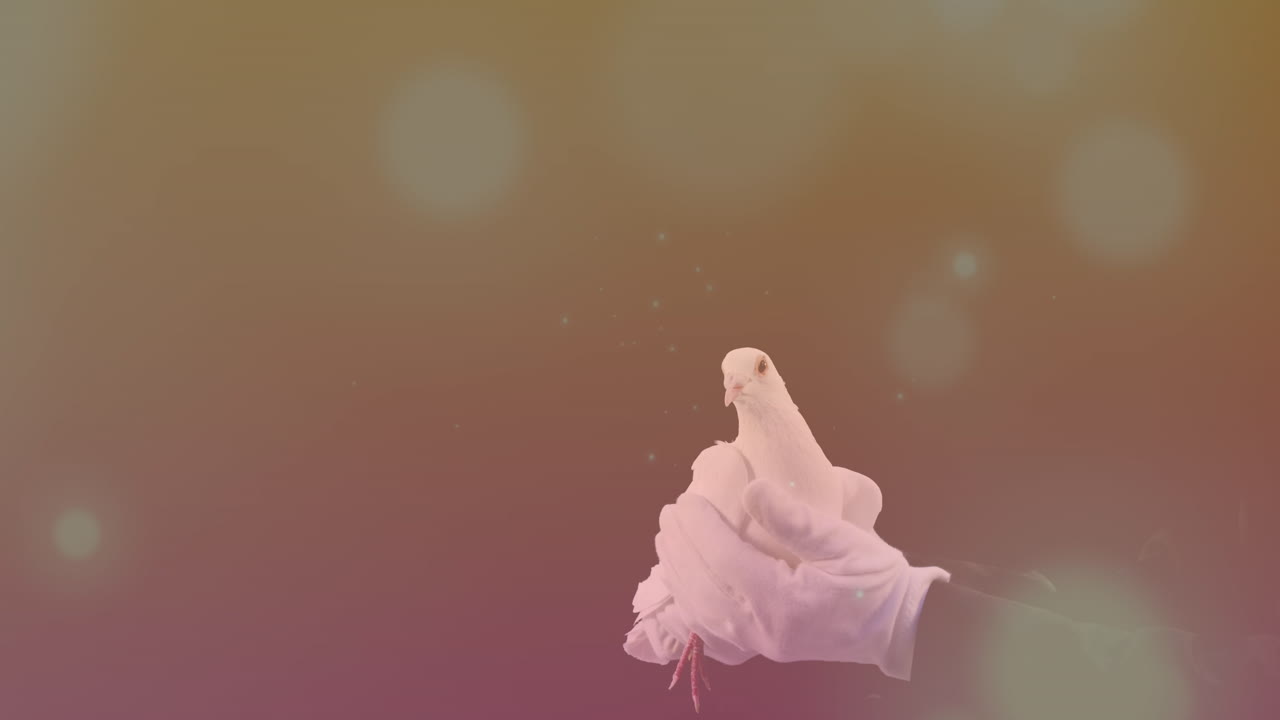 손에 걸린 비둘기 위에 있는 빛의 반점들의 애니메이션