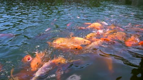 Jadeo-De-Pez-Carpa-Koi-Naranja-Nadando-En-La-Superficie-Del-Agua-En-Busca-De-Comida