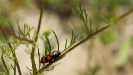 black and red froghopper sitting on a plant in a meadow swaying in the wind