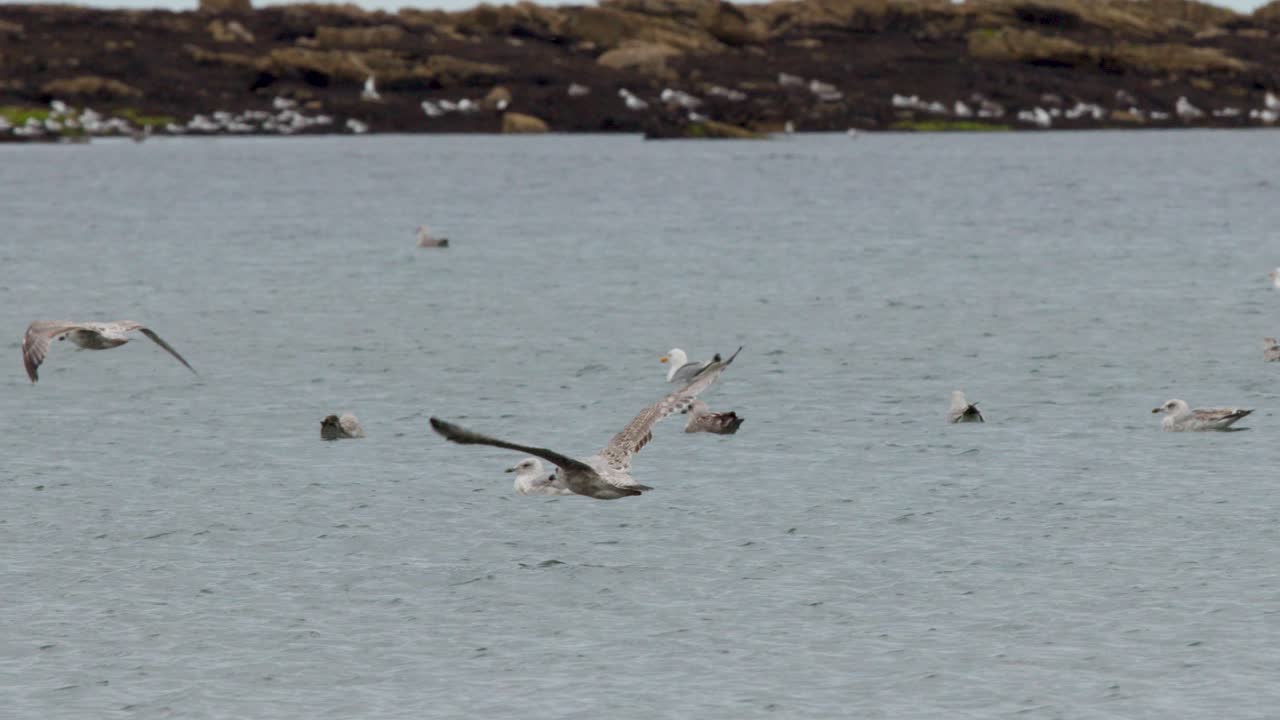 Seagull flies low above calm water, rocky shoreline in background, natural daylight, steady wide shot