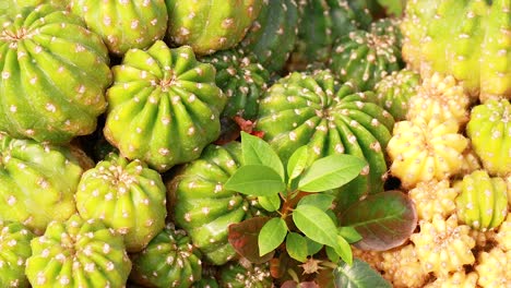 vibrant cacti displayed at bangkok's floating market