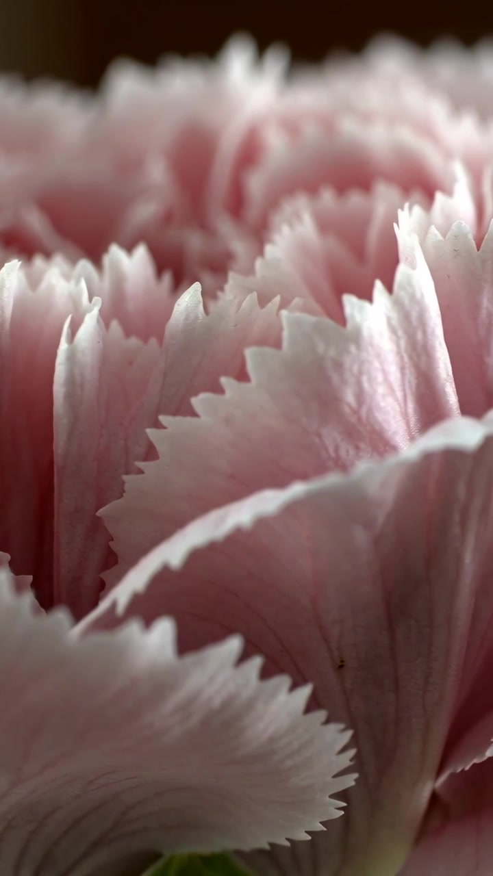 Video verticale: La fotocamera si sposta rivelando un garofano rosa in dettaglio in una stanza buia, petali seghettati.