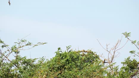 Two-crested-cranes-flying-away-in-slow-motion-in-Africa