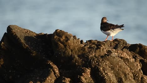 Vuelvepiedras-Rubicundo-Acicalándose-Cerca-Del-Mar