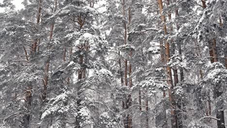 pine trees covered in snow on overcast winter day, nature background tilt up view