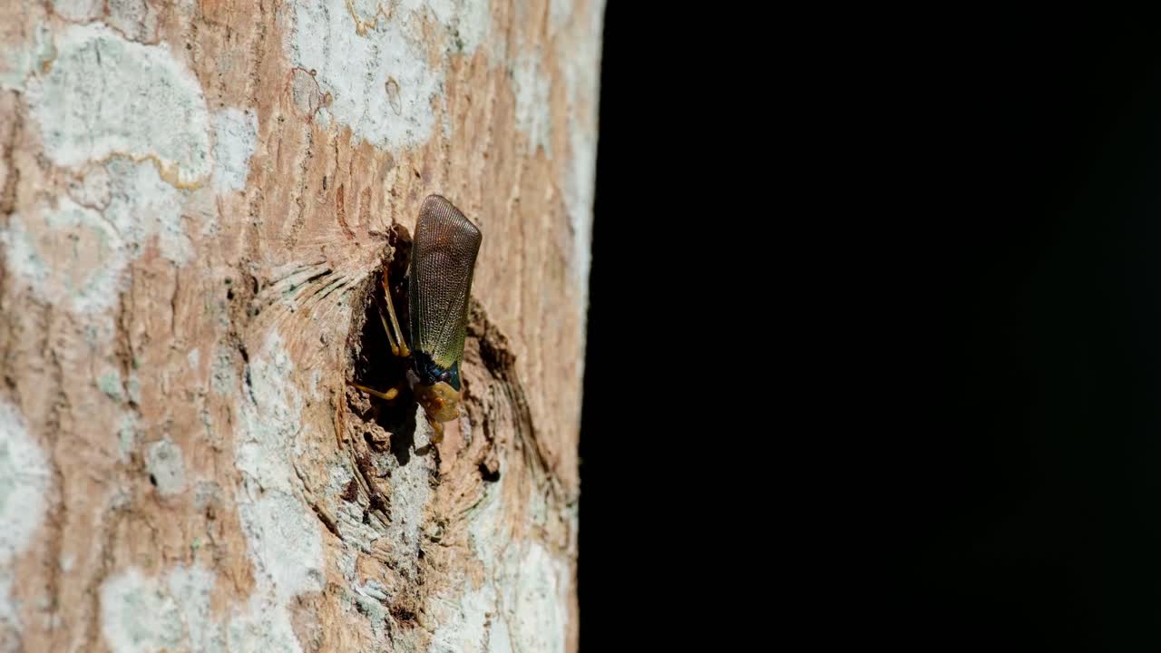 insectos más pequeños volando alrededor de este planthopper mientras están expuestos bajo el sol de la tarde mientras el árbol se mueve con el viento, fulgoromorpha, tailandia