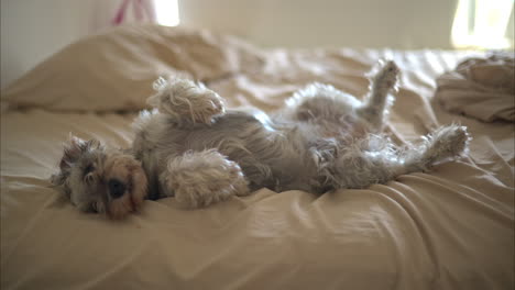 cute lazy grey schnauzer dog looking to the camera lying on its back belly up on a messy bed with beige sheets