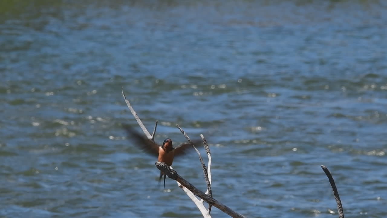 Rondine su un ramo in un fiume