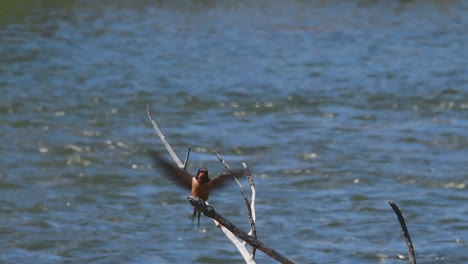 tragar en una rama en un río