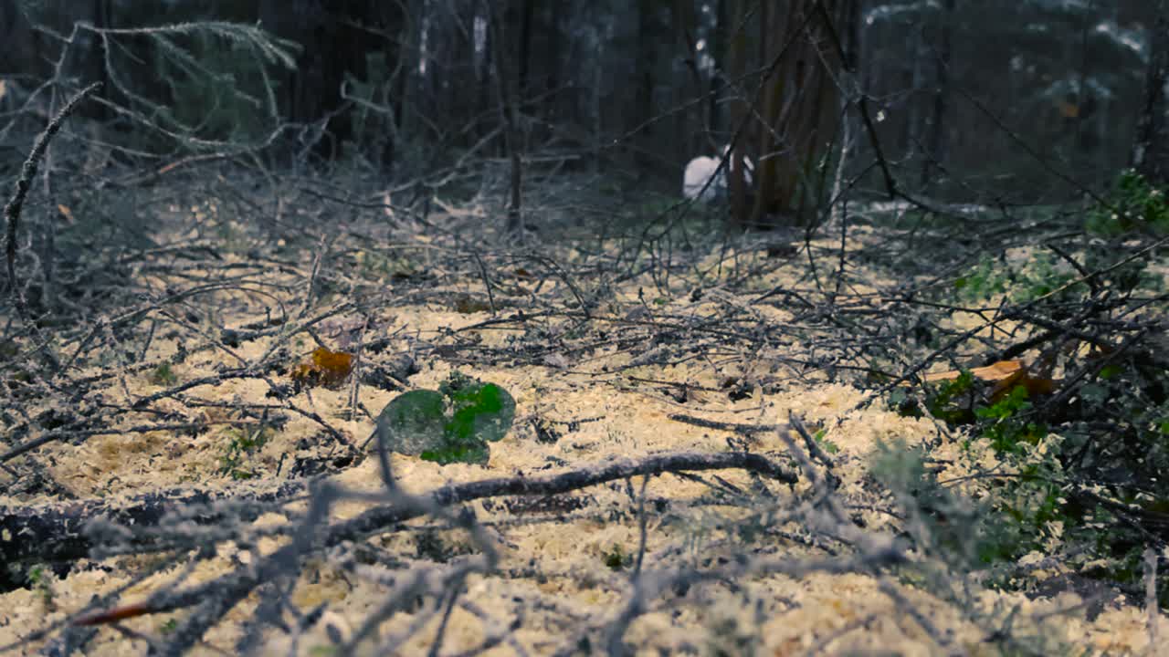Close up or closeup low angle footage of sawdust and woodchips on forest ground or floor between small green plants and foliage after using a chainsaw. Twigs, branches and trees visible in front back.