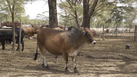 beef cattle grazing in a farm