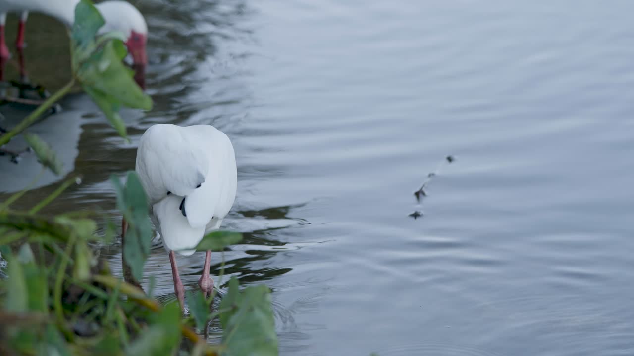 Two white ibises forage along the edge of a calm pond, their bright plumage standing out against the green foliage