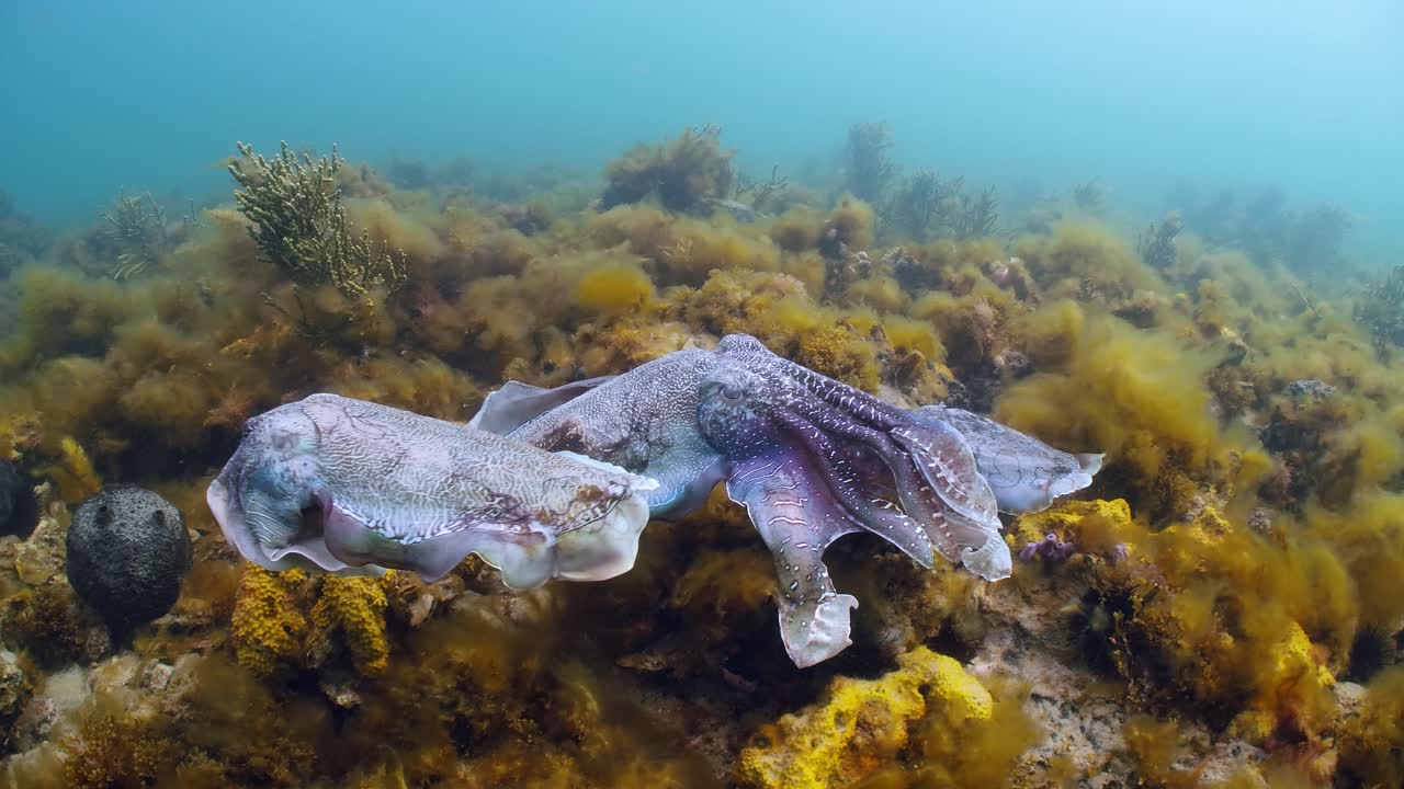 sepia gigante australiana sepia apama migración whyalla sur de australia 4k cámara lenta, apareamiento, puesta de huevos, lucha, agregación, bajo el agua