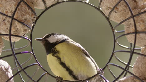 great tit bird eating fat balls with feed in bird feeder, slow motion close up