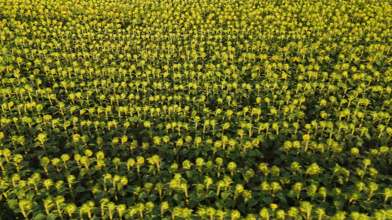 Golden Fields of Sunflowers in Full Bloom, buin, metropolitan region, Chile