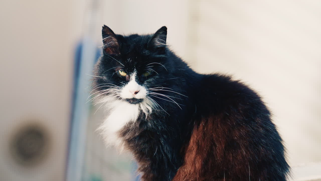 Primo piano di un gatto in bianco e nero seduto con calma che guarda dritto nella fotocamera