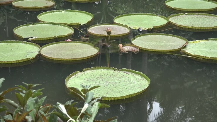 Giant lotus leaves on the surface of the pond.