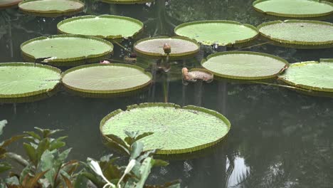 giant lotus leaves on the surface of the pond.