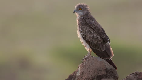 cerca de un águila culebrera posada sobre una roca