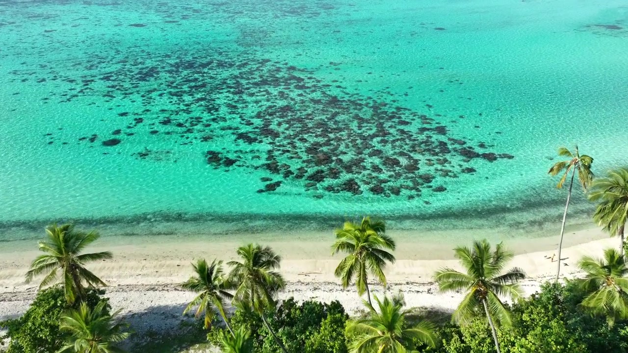 Palme e acqua turchese a Temae Beach, Moorea, Polinesia Francese.