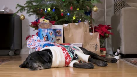 a sleepy black senior labrador dog wearing a christmas-themed sweater as it lies on the ground next to christmas gifts and a decorated tree