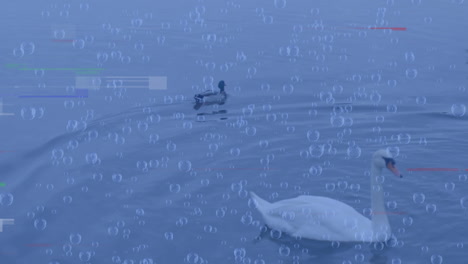 animation of diverse data and glitch over swans and ducks on lake