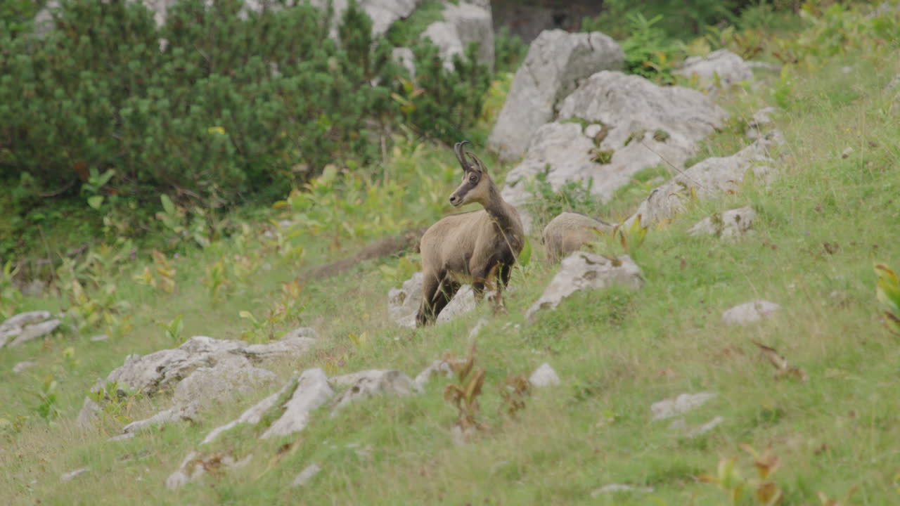 Primo piano di camosci e cuccioli in piedi su un prato in alta montagna