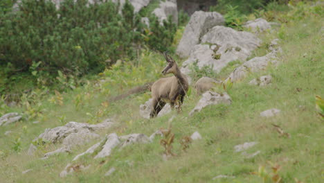 close up of chamois and cubs standing on a meadow high up in the mountains