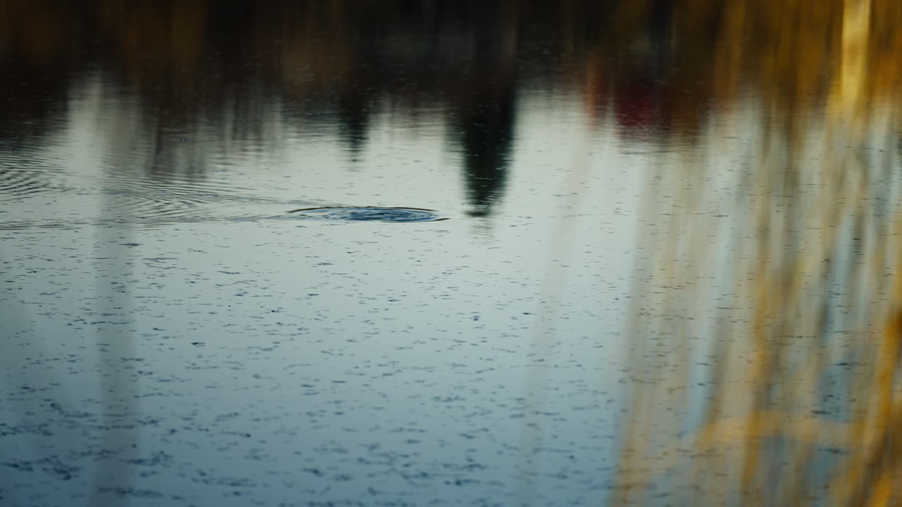 Slow motion shot of a small bird swimming and then diving for food in the lake