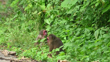 Macaco-De-Cola-De-Muñón,-Macaca-Arctoides