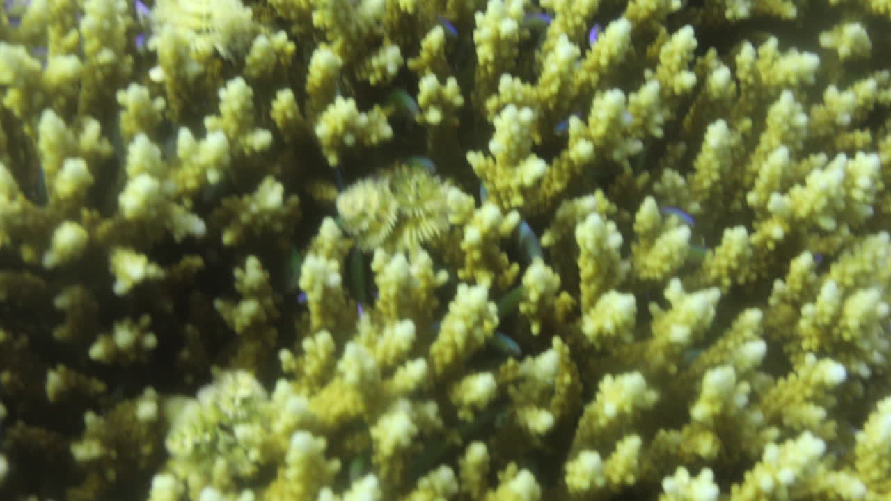 coral acropora en el arrecife, conocido como coral de mesa, coral cuerno de alce y coral cuerno de ciervo