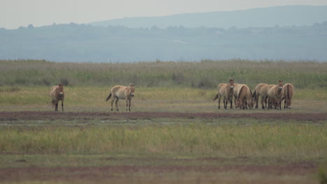 movimiento lento del rebaño de caballos przewalski pastando