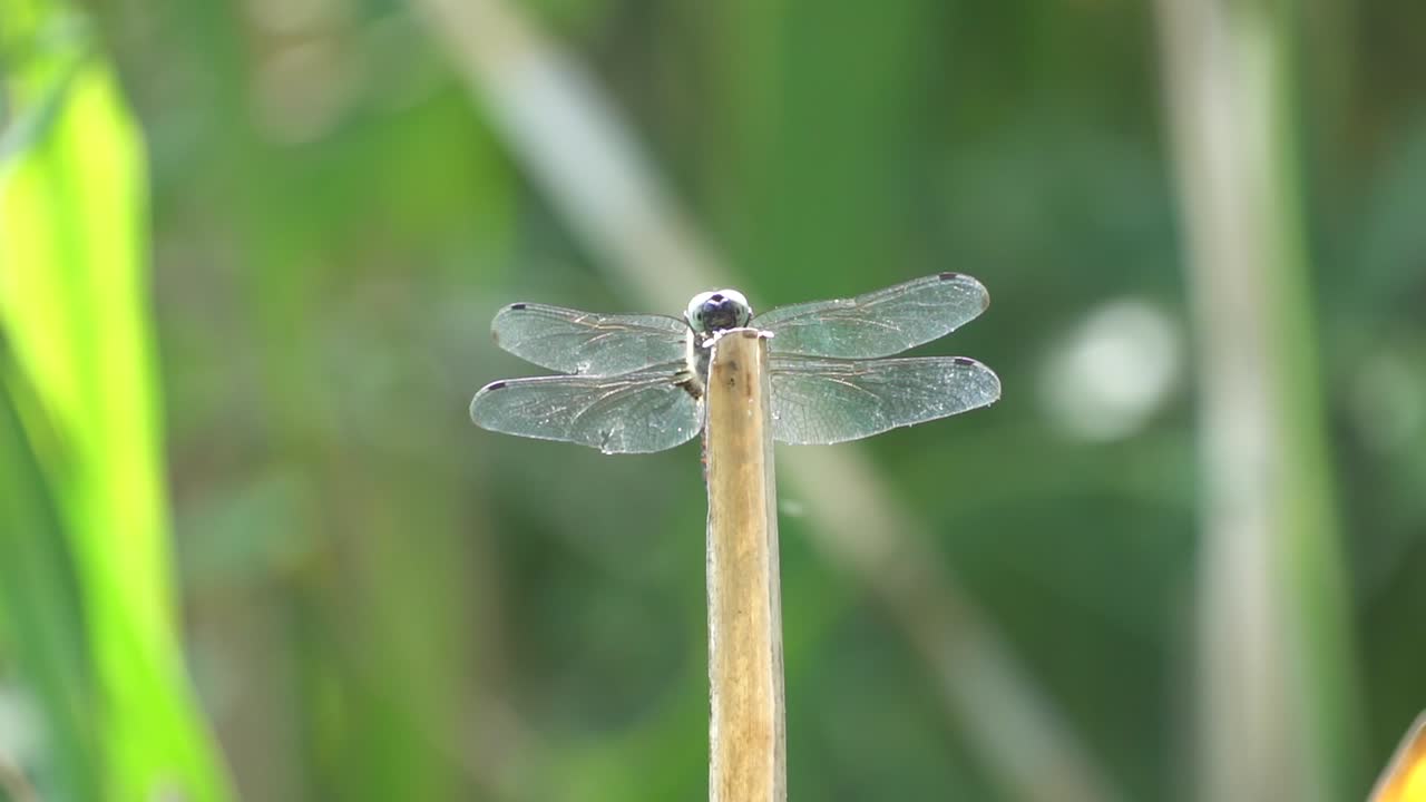 primer plano de una libélula descansando sobre una rama de madera en el campo rural durante el verano