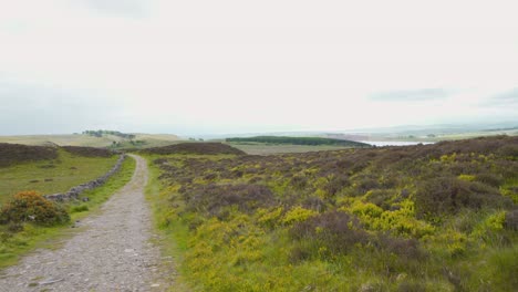 gravel path and heather field in lomond hills highland, scotland