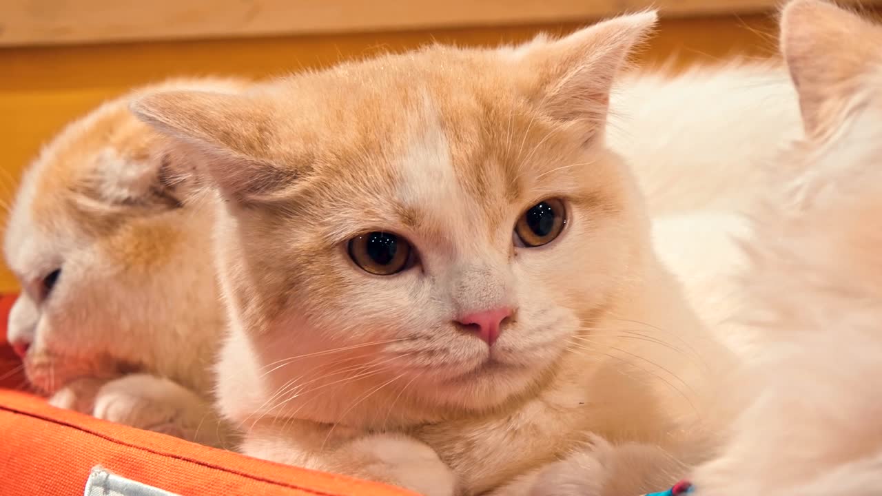 편안한 고양이가 카메라를 쳐다보고 있습니다.