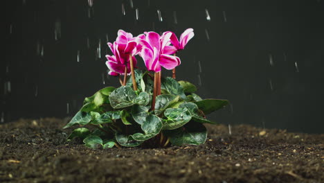 planta de ciclamen persicum rosa que crece en el suelo del jardín que se riega o en la lluvia