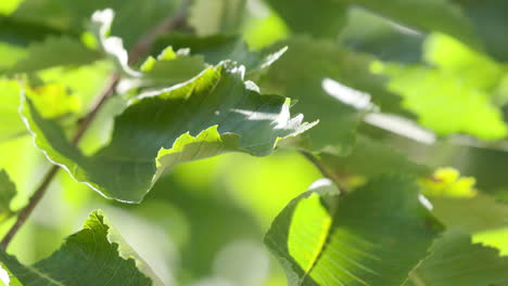 Closeup-on-pretty-green-tree-leaves-in-the-sunshine-on-a-beautiful-day