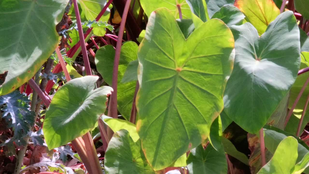 Hawaiian taro (kalo) leaves swaying gently. Vibrant green foliage and fluid movement create calming botanical visuals ideal for nature, culture, wellness, and environmental themes