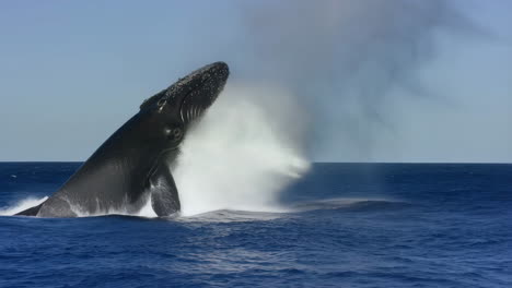 humpback whale breaching