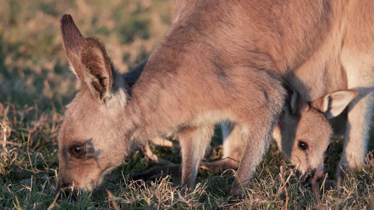 Adult kangaroo and joey eat grass together in warm sunset light, filmed at ground level with a steady camera in a natural Australian setting
