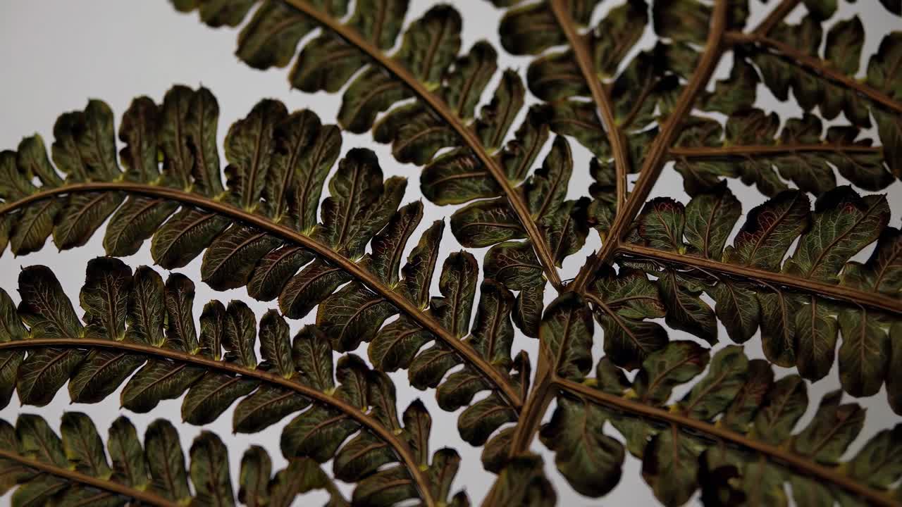 Close-up of a fern leaf against a plain background, captured from a top-down angle