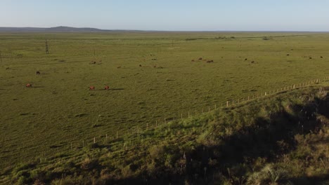 Drone-Empuja-Hacia-Una-Manada-De-Ganado-Pastando-En-Uruguay